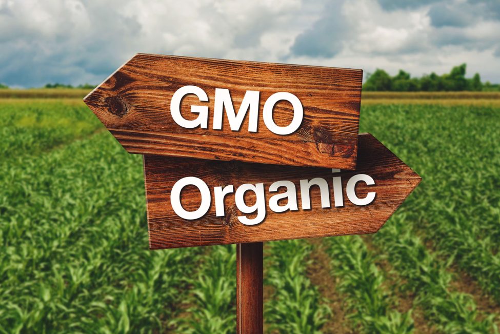 A sign with an arrow saying GMO and arrow saying organic to represent - Organic vs. Natural
