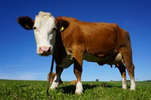 Image of cow to discuss how you know if you are getting beef of a grass fed cow.