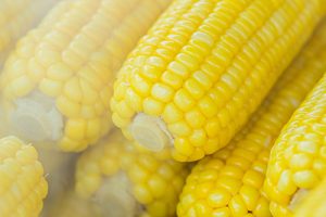 Why GMOs are dangerous, specifically the Bt gene added to corn.