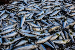 Image of a pile of fish to discuss the dangers of farm-raised fish including being crowded in a tight cage.