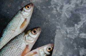 Image of three fish to discuss whether any farm-raised fish is good enough quality.