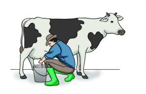 An image of a man milking a cow to discuss whether Raw Milk or Organic Milk better for you?