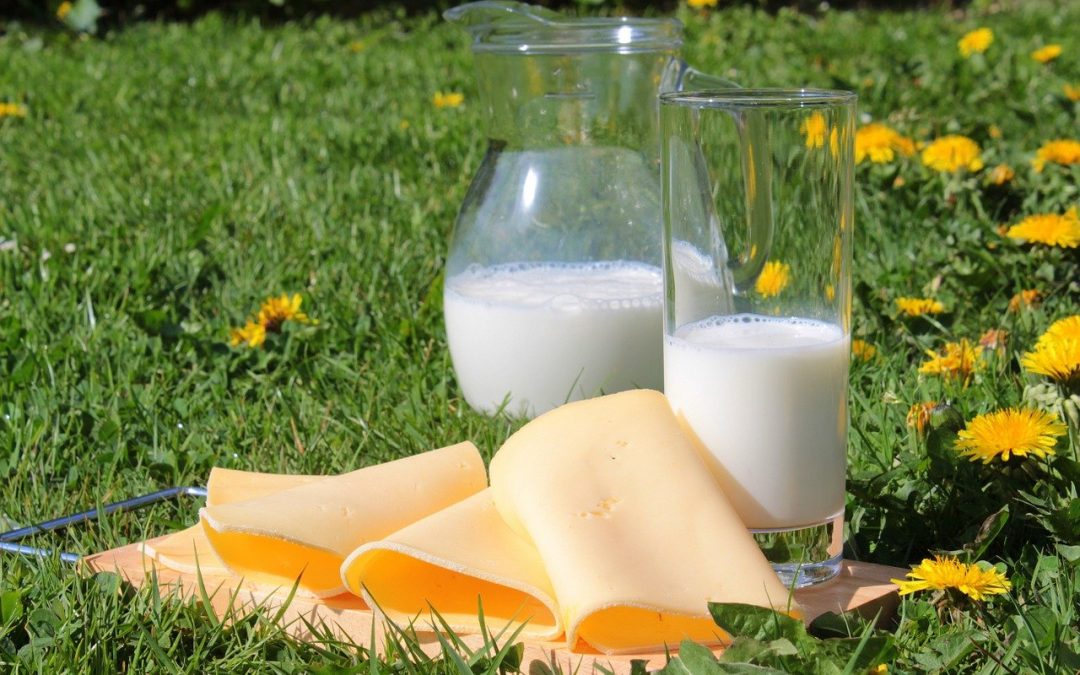 An image of milk and cheese surrounded by grass to discuss alternatives to dairy & how to choose healthier dairy products.