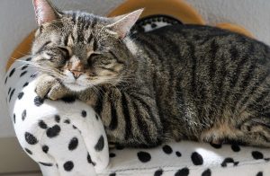 An image of a cat to talk about the importance of sleep for your long-term health, along with exercise, eating healthy, and controlling stress levels.