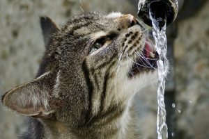 A cat drinking water from a pipe to discuss how to ensure you drink enough water with tips and lifestyle changes to make it happen.
