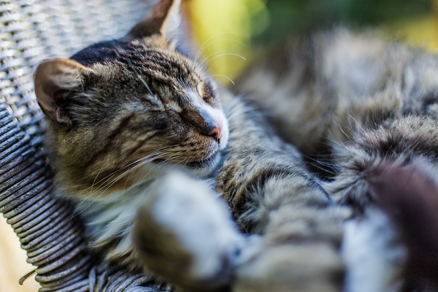 An image of a cat cuddling on a wicker chair sleeping to discuss facts about sleep, problems with sleep deprivation, the stages of sleep, sleep schedules, and naps.