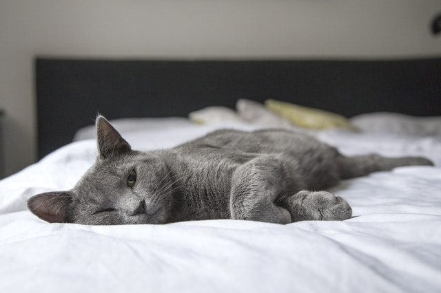 An image of a gray cat sleeping on a bed to talk about how pets can interfere with deep sleep cycles.