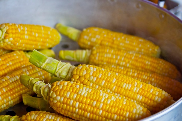 An image of corn to discuss how it often has GMOs which are very dangerous to our health.