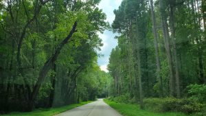 An image of a road with trees around it to talk about appreciating the small things like a sunny day. 