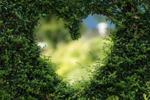 An image of a heart cut out of bushes to talk about how grateful I am to have such an amazing husband. 