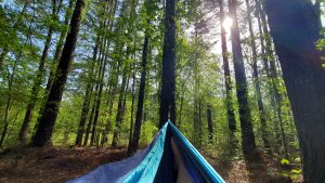 A picture of my hammock attached to some trees in my woods to talk about the benefits on doing nothing.