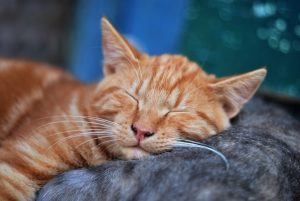 An image of a cat sleeping to talk about the physical benefits of meditation such as getting better sleep.